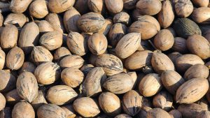 » DYFMA: PELADO DE PECÁN» 04 2024